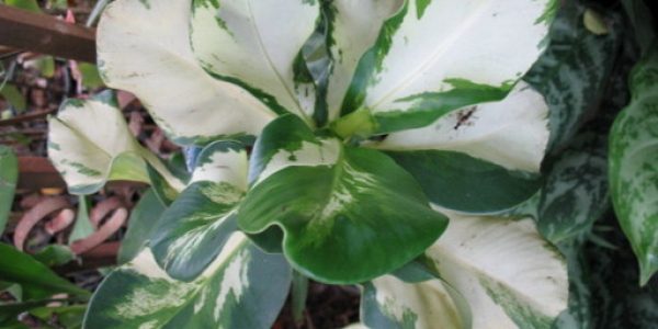 Clusia-majorwhite-center
