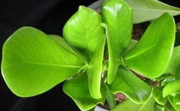 Clusia-sp-T02-wax-leaf-26