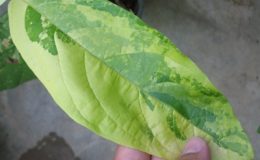 Congea-sp.T01-variegated-60-