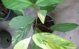 Congea-sp.T01-variegated-60