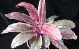 Cordyline-Petch-Sri-Nakara1-1