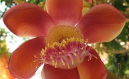 Couroupita-guianensis-26