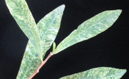 Crescentia-cujete-albomarginata-55