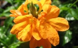 Crossandra-Pinc-Suzanna-20