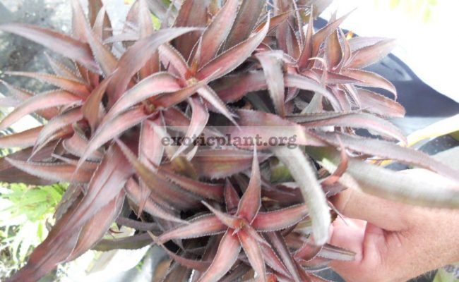 Cryptanthus-Pixie-1