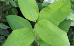 Cryptolepis-buchanani-Asclepiadaceae-26