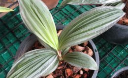 Curculigo-sp.T01-silver-leaf-Curculigo-metallica-short-leaf-75