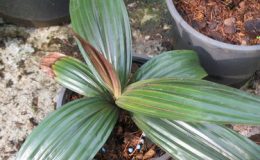 Curculigo-sp.T02-silver-and-long-leaf-75