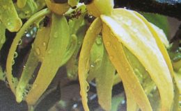 Cyathocalyx-sumatranus-C.-martabanicus-35