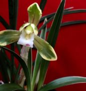Сонран / Shunran 春蘭 – Японские цимбидиумы / Japanese Cymbidium goeringii