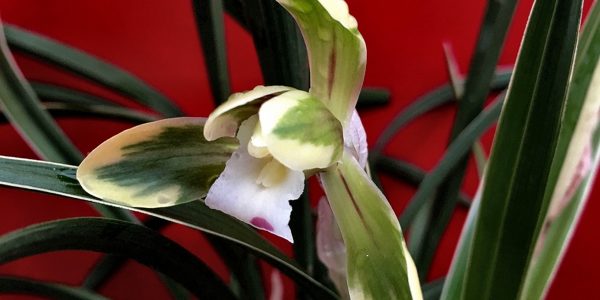 Коллекция Цимбидиум (Cymbidium goeringii )
