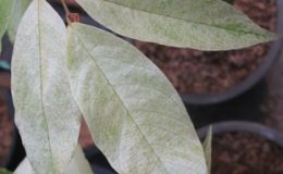 Desmos-chinensis-Golden-leaf-65