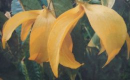 Desmos-chinensis-big-flower-30