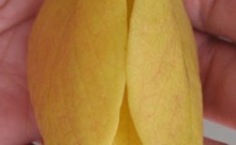 Desmos-cochinchinensis-24-