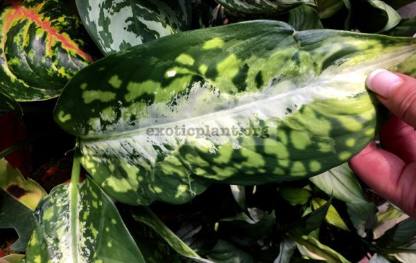 Dieffenbachia Drifting / диффенбахия Дрифтинг, Дрейф 25