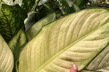 Dieffenbachia / Диффенбахия, каталог