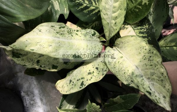 Dieffenbachia Snowstorm / Диффенбахия Сноусторм, Снежный Шторм 50