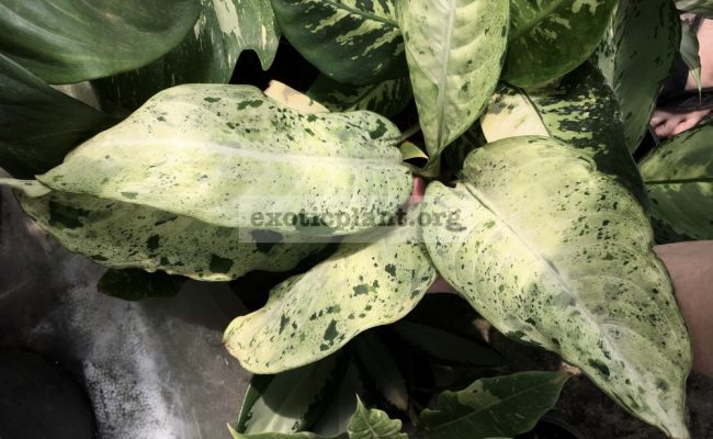 Dieffenbachia-Snowstorm-1