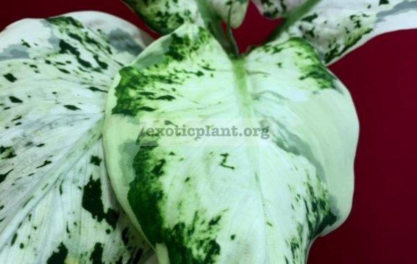 Dieffenbachia Syoing Kai / диффенбахия Сайоинг Кай 25