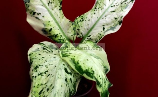 Dieffenbachia-Syoing-Kai-25-1