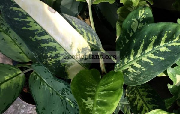 Dieffenbachia Zebra variegated / диффенбахия Зебра вариегатная 50