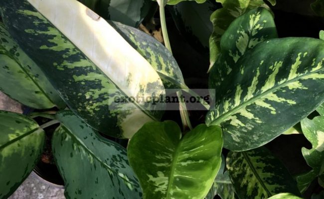 Dieffenbachia-Zebra-variegated-1