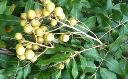 Dimocarpus-longan-26