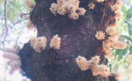 Diospyros-cauliflora-30