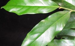 Diospyros-decandra-26