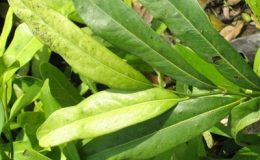 Diospyros-malabarica-var.-siamensis-26