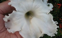 Dolichandrone-serrulata-30