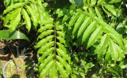 Dracontomelon-dao-Anacardiaceae-30