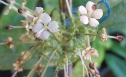 Duperrea-pavettifolia-Rubiaceae-30