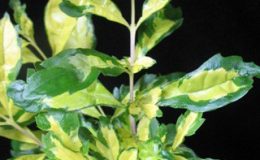 Duranta-erecta-Green-and-Gold-24-e1451423751925