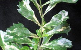 Duranta-erecta-Tricolor-20-e1451423875735