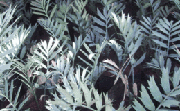 Encephalatos-horridus