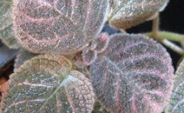 Episcia-Country-Kitten-12