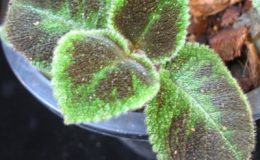 Episcia-Emerald-Velvet-12