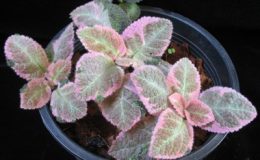 Episcia-Pink-Smoke-20