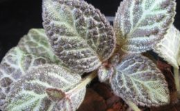 Episcia-Pixia-Dust-12