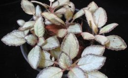 Episcia-Silver-Skies-12