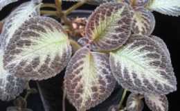 Episcia-Thads-Cheetah-12