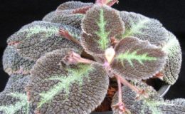 Episcia-Tricolor-12-e1457795013621