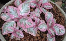 Episcia-cupreata-Cleopatra-15