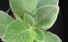 Episcia-fimbriata-Blue-Heaven-12