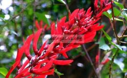 Erythrina-Coral-Tree-