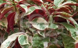 Excoecaria-cochinchinensis-Firestorm-14
