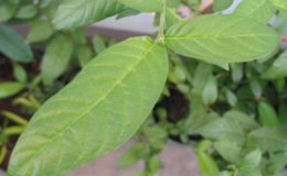 Fagerlindia-sinensis-Randia-parvula-TF-40
