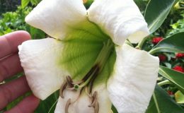 Fagraea-auriculata-50-