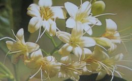 Fagraea-fragrans-20